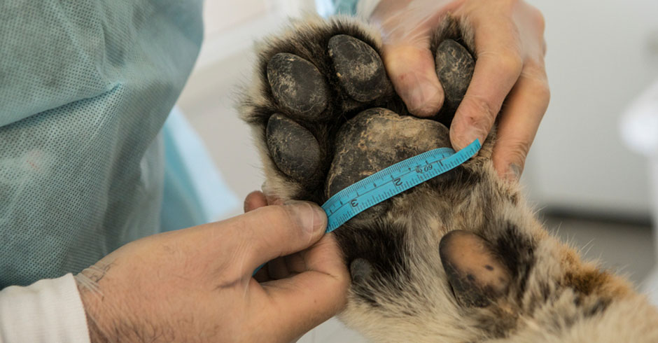 image of paw being examined