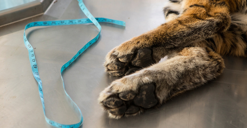 image of tiger claws