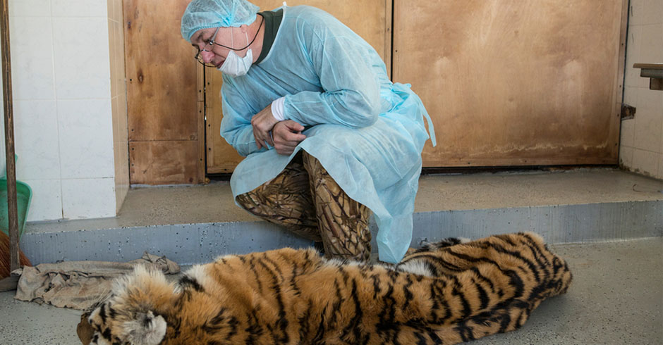 Pavel looking at tigress