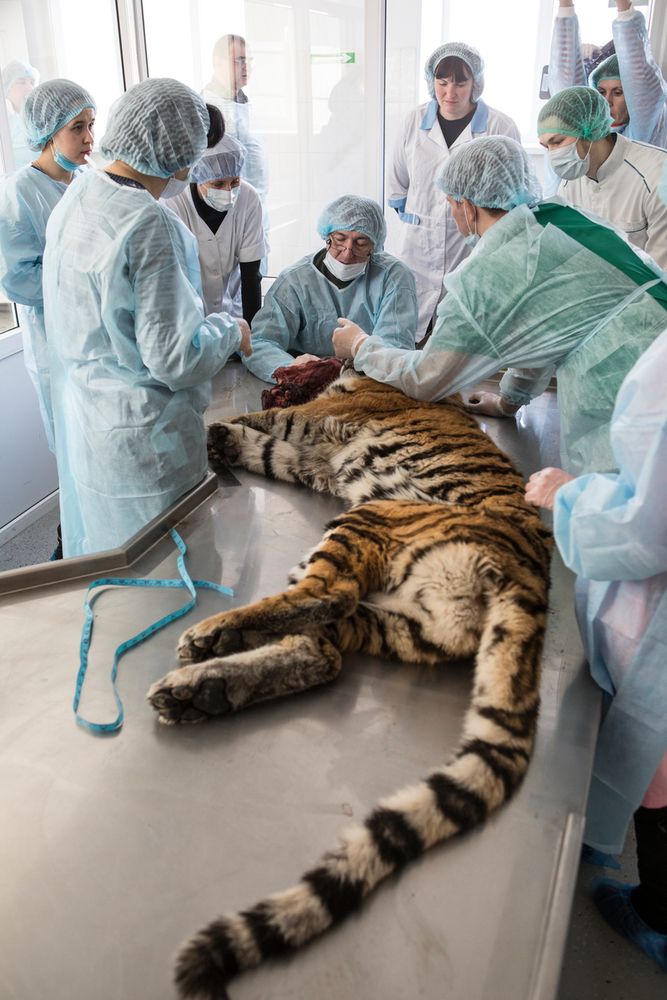 scientists looking at her face, tail in foreground