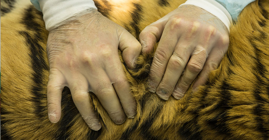 hands on tiger skin