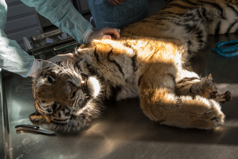 picture of paw being examined while guy in corner scowls