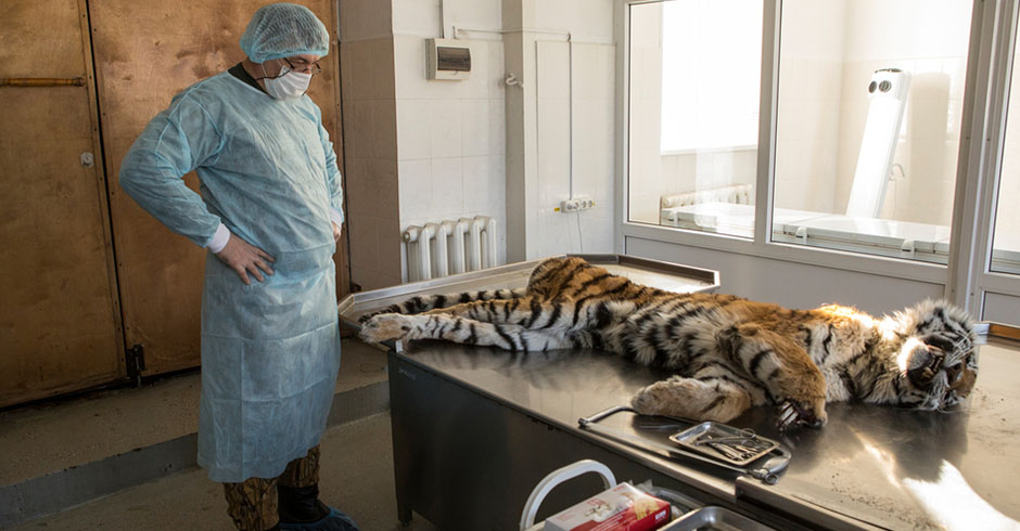 close up image of face and paw